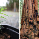 About Redwood Trees