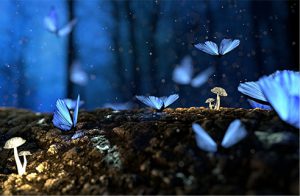 Blue butterflies sitting on soil